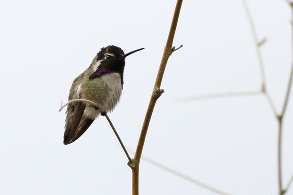 Costa’s Hummingbird (Calypte costae) at Rio Vista. Photo credit: Scott Olmstead.
