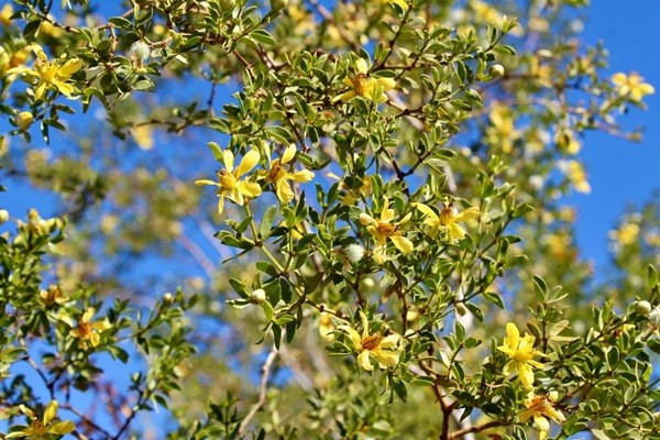 Creosotebush (Larrea tridentata) at Rio Vista.
Photo credit: Hannah Sussman.