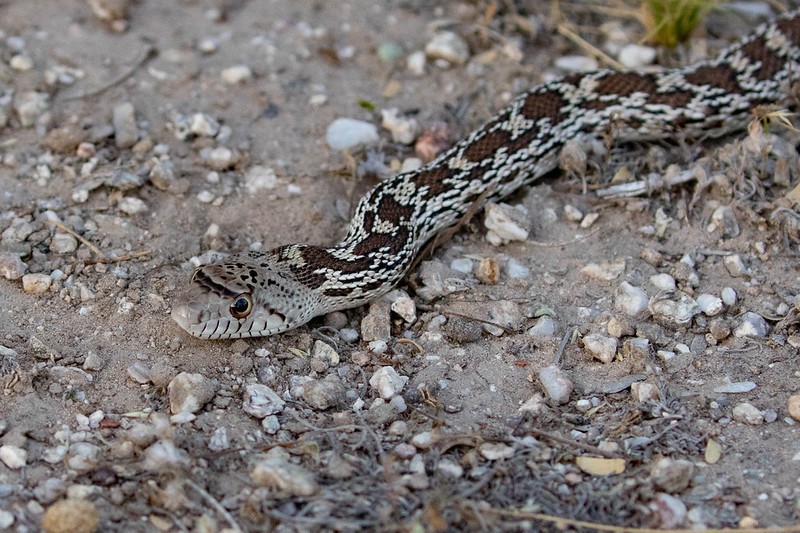 A Rio Vista gopher snake (Pituophis catenifer). Photo: Scott Olmstead.