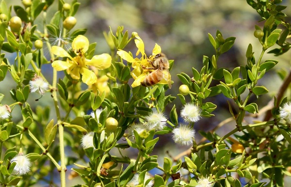 Honey bee (Apis mellifera) at work on creosotebush (Larrea tridentata) at Rio Vista. Photo credit: Hannah Sussman.