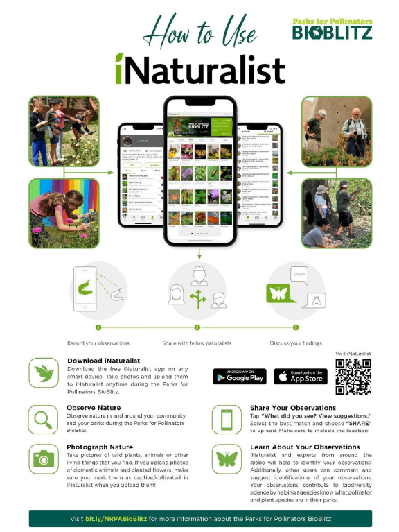 A quick guide to using iNaturalist. Source: National Recreation and Park Association Parks for Pollinators campaign.