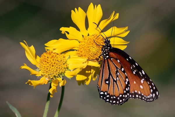 Queen (Danaus gilippus) at Rio Vista. Photo credit: Scott Olmstead.