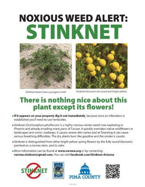 Stinknet Noxious Weed Alert. Courtesy of Pima County.