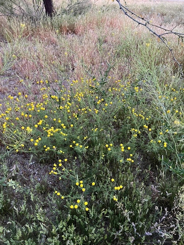 Stinknet in Rio Vista. Photo credit: Gabrielle Woodbury.