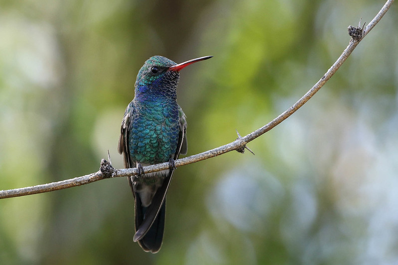 Broad-billed Hummingbird (Cynanthus latirostris) at Rio Vista.
Photo credit: Scott Olmstead.